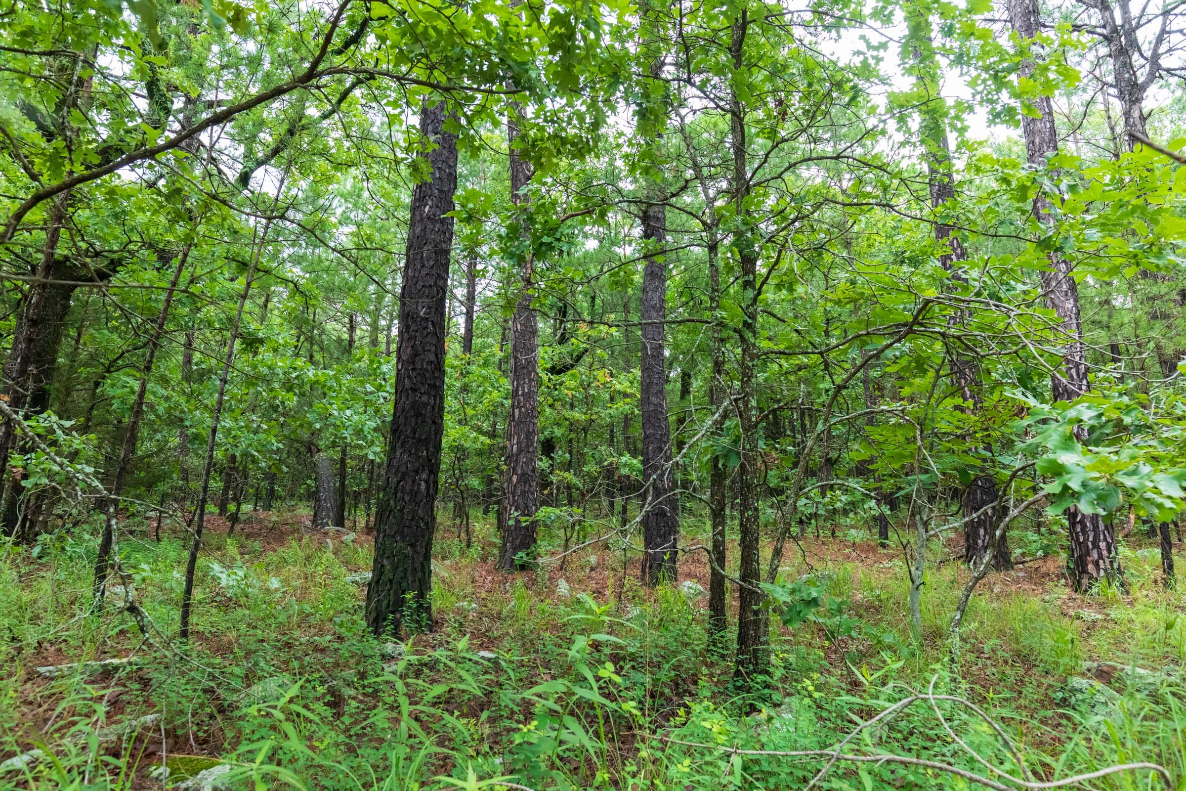 Stone Bridge Phase VI Tract 434 photo 12