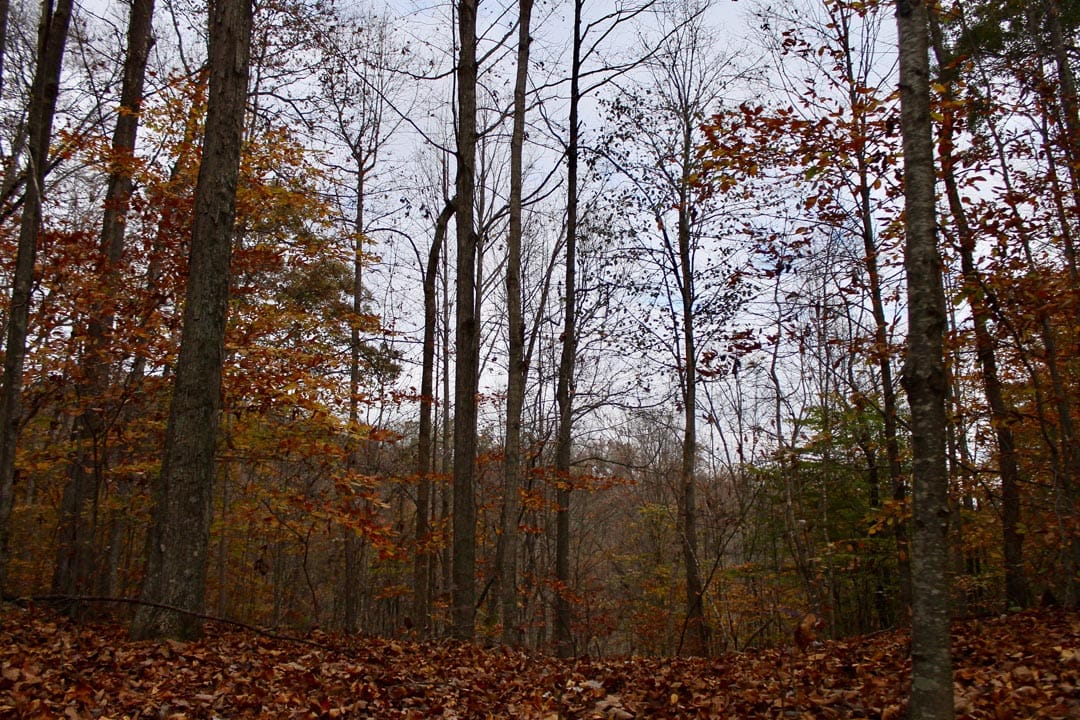 Autumn Ridge Tract 19 photo 4