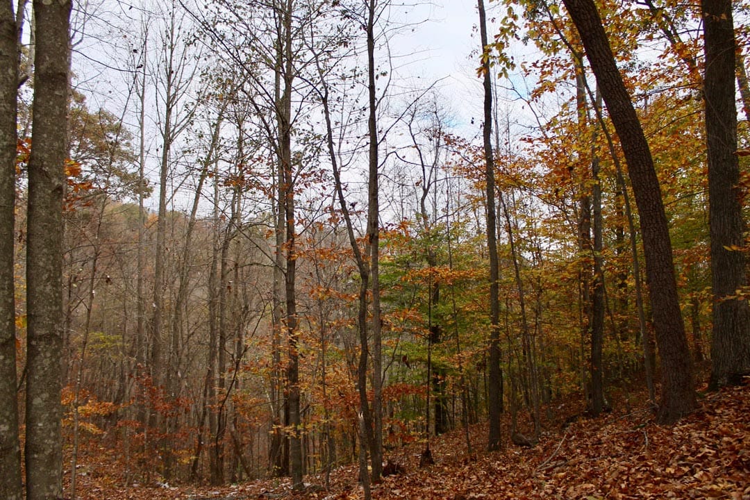 Autumn Ridge Tract 19 photo 6