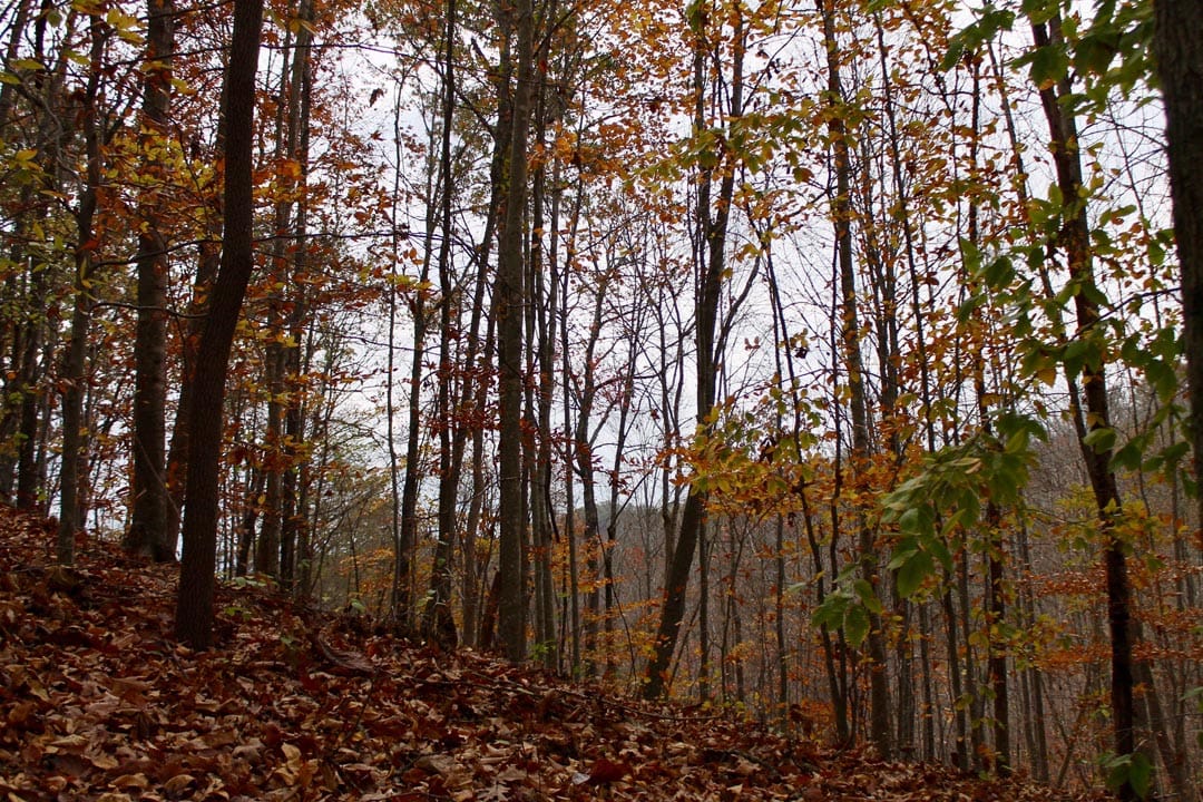 Autumn Ridge Tract 19 photo 7