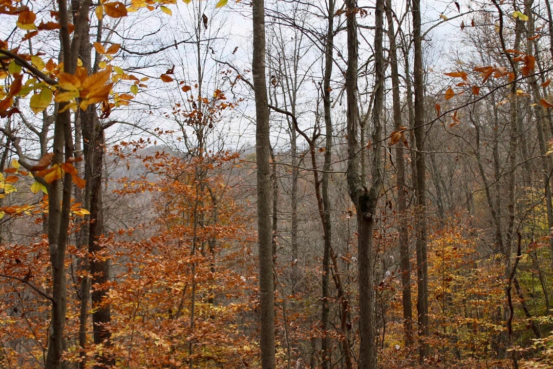 Autumn Ridge Tract 19 photo 10