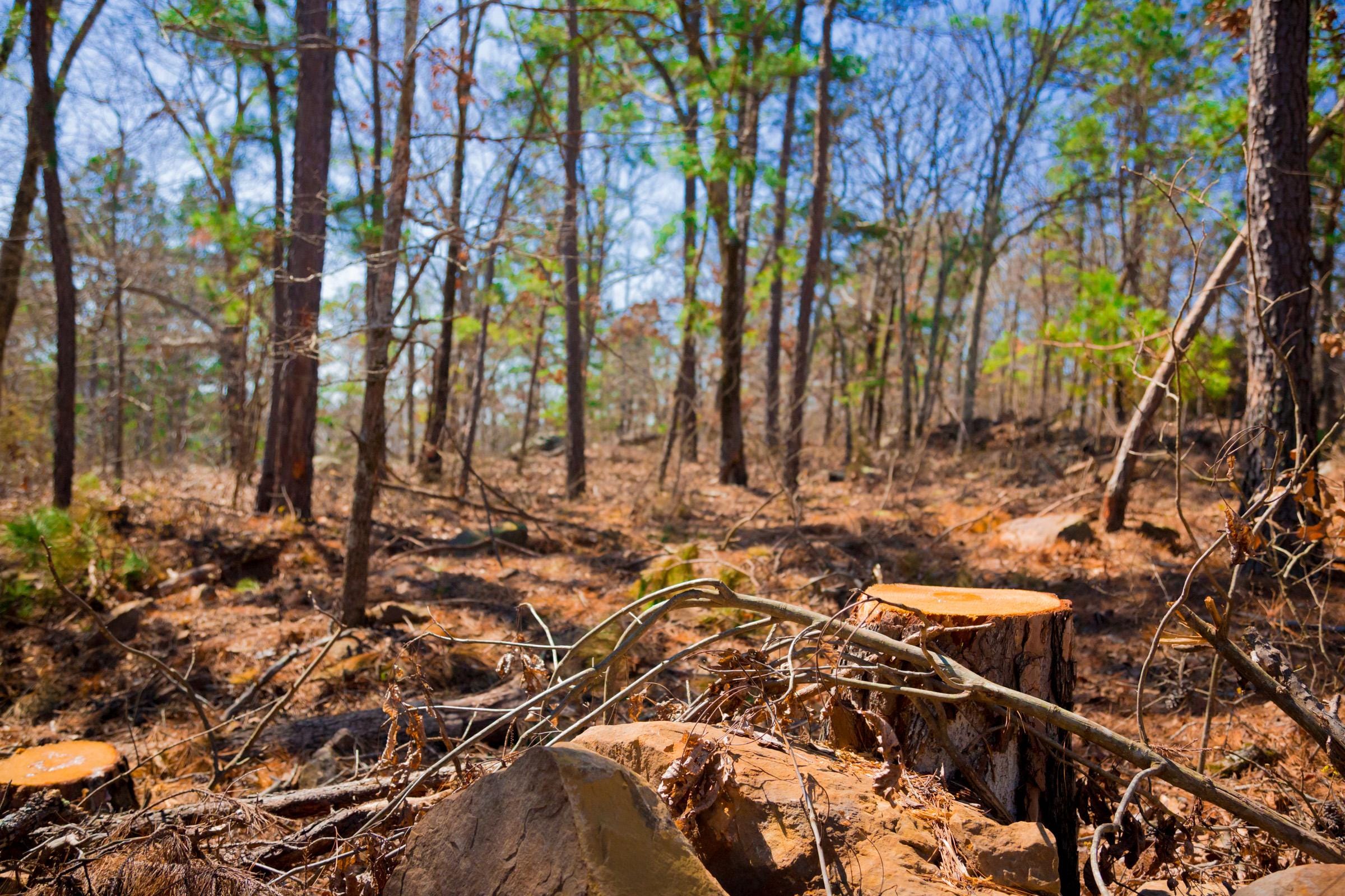 Stone Creek Phase II Tract 136 photo 7