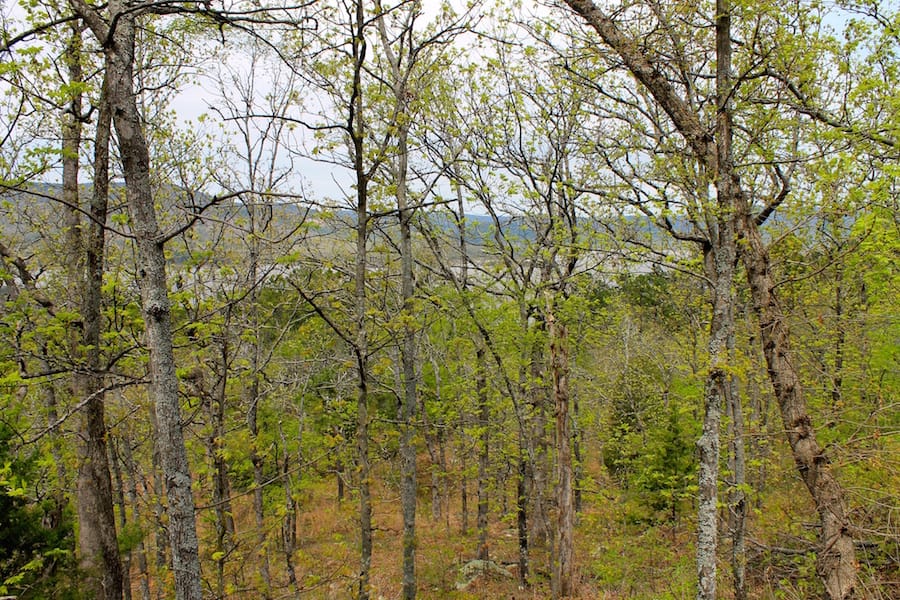 Trophy Ridge Phase III Tract 53 photo 3