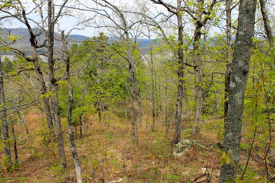 Trophy Ridge Phase III Tract 53 photo 4