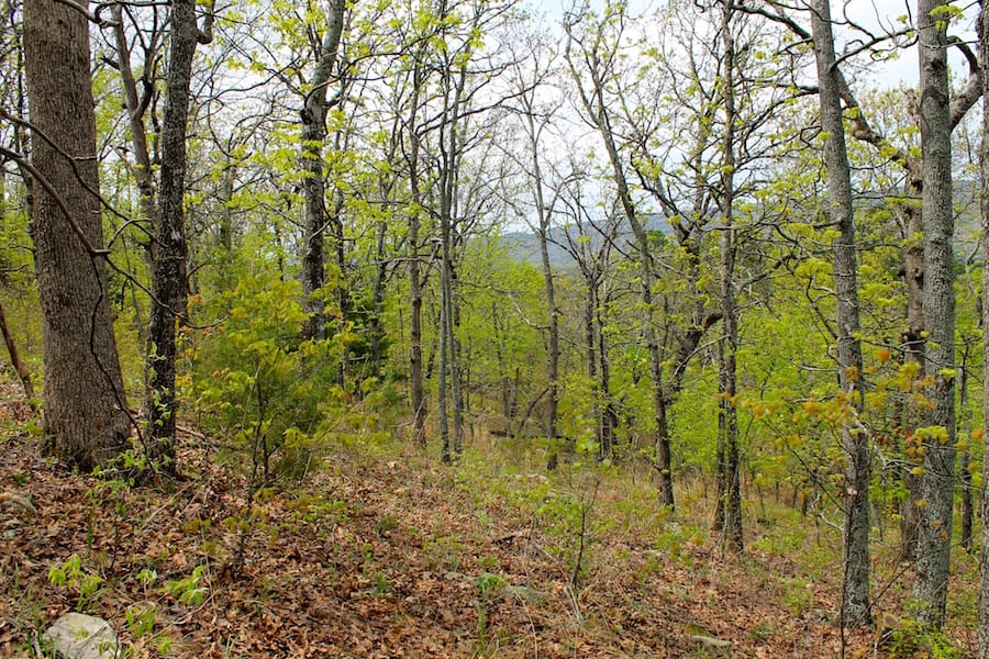 Trophy Ridge Phase III Tract 53 photo 5