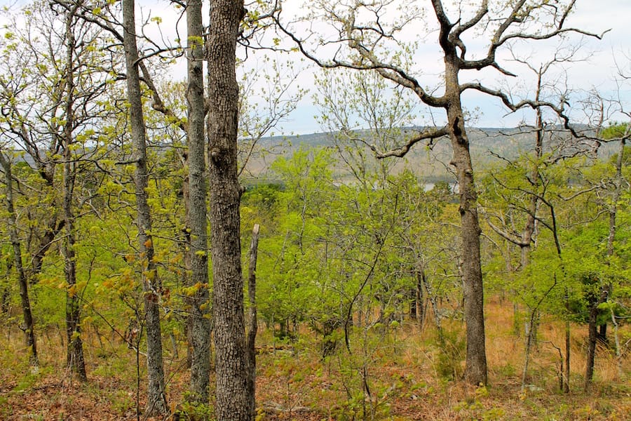 Trophy Ridge Phase III Tract 53 photo 6