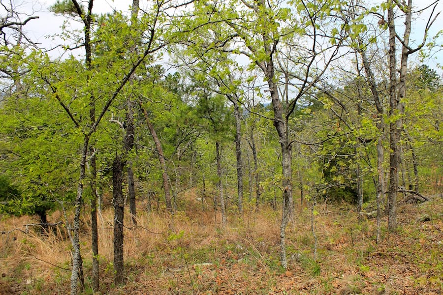 Trophy Ridge Phase III Tract 53 photo 7