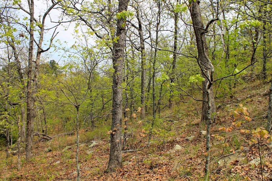 Trophy Ridge Phase III Tract 53 photo 8