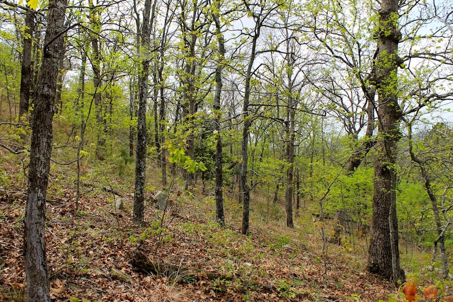 Trophy Ridge Phase III Tract 53 photo 9