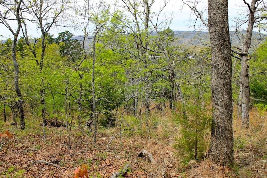 Trophy Ridge Phase III Tract 53 photo 10