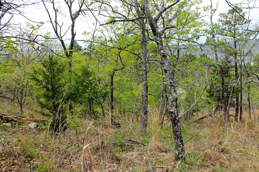 Trophy Ridge Phase III Tract 53 photo 11