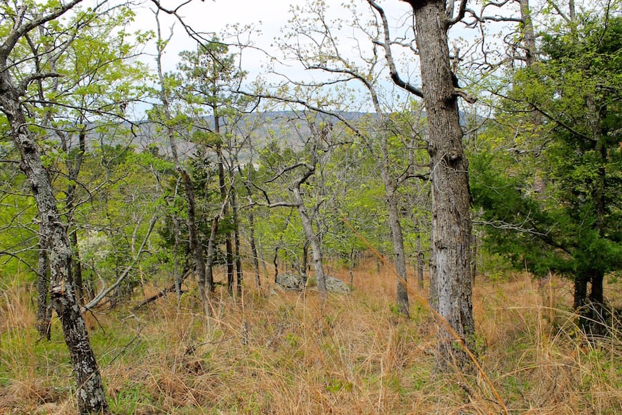 Trophy Ridge Phase III Tract 53 photo 12