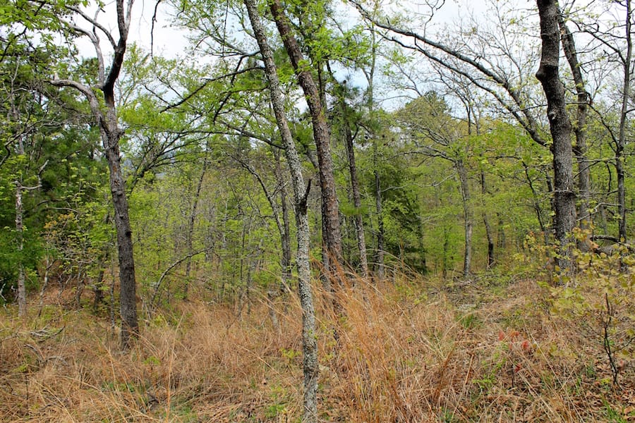 Trophy Ridge Phase III Tract 53 photo 14