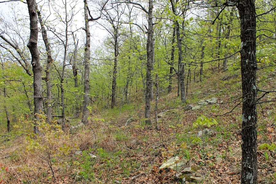 Trophy Ridge Phase III Tract 53 photo 15