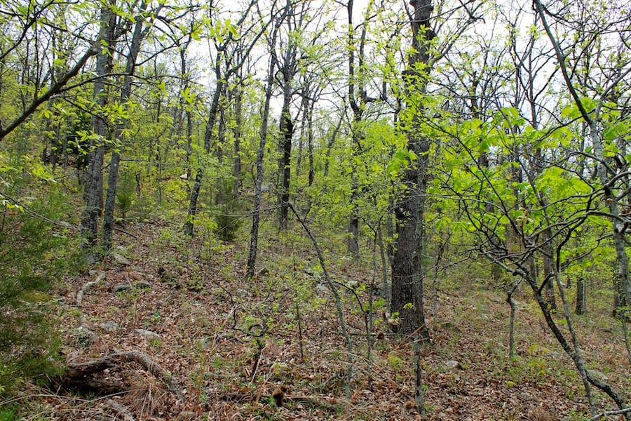 Trophy Ridge Phase III Tract 53 photo 16