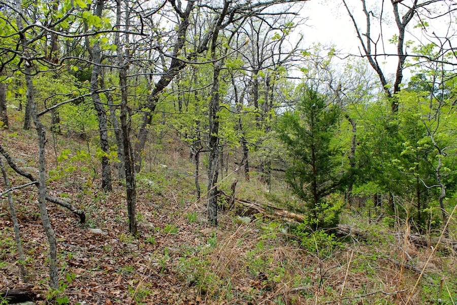 Trophy Ridge Phase III Tract 53 photo 17