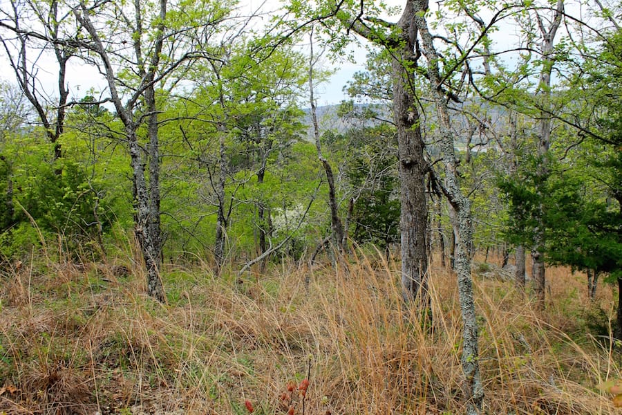 Trophy Ridge Phase III Tract 53 photo 18