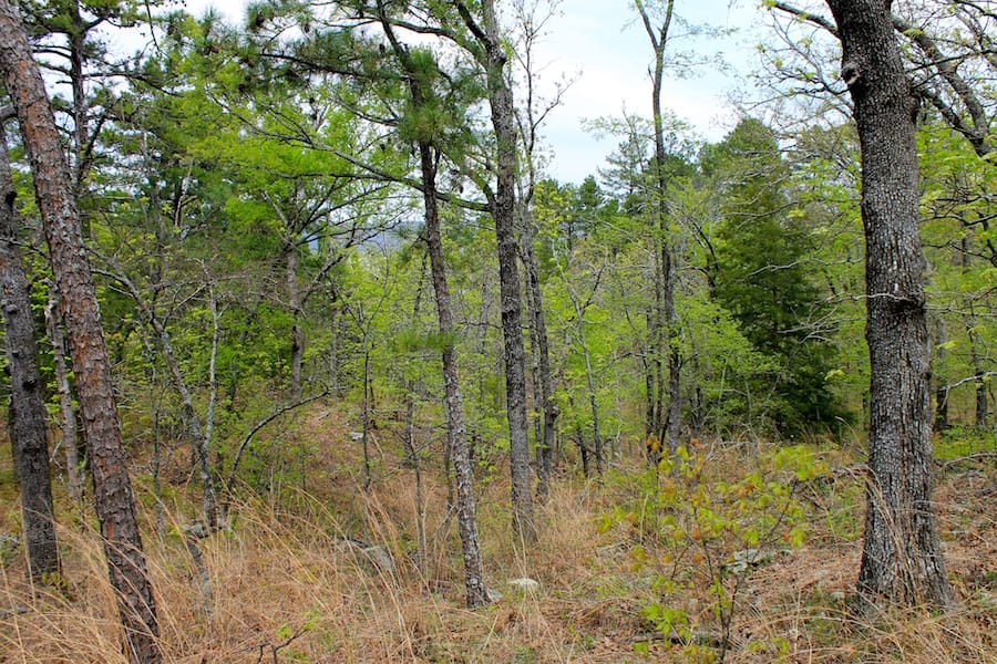 Trophy Ridge Phase III Tract 53 photo 19