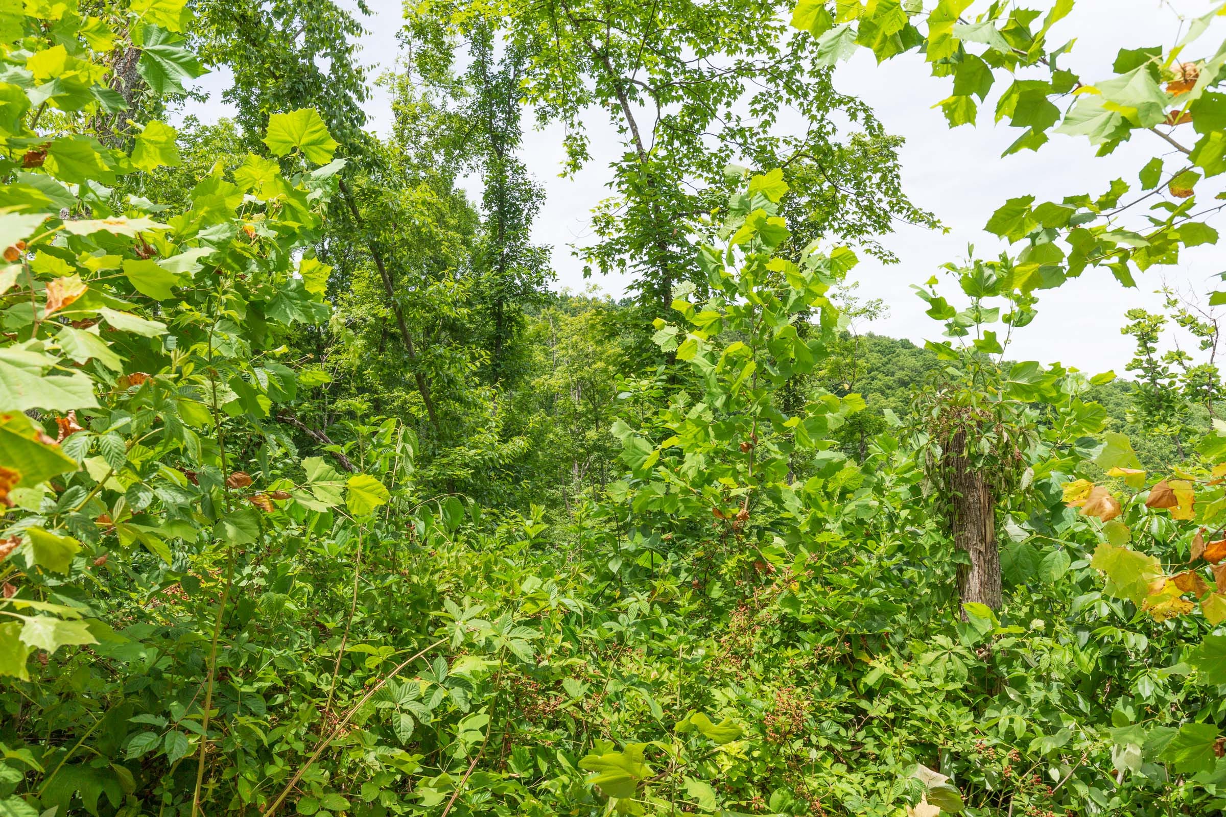 River’s Edge Tract 14 photo 4