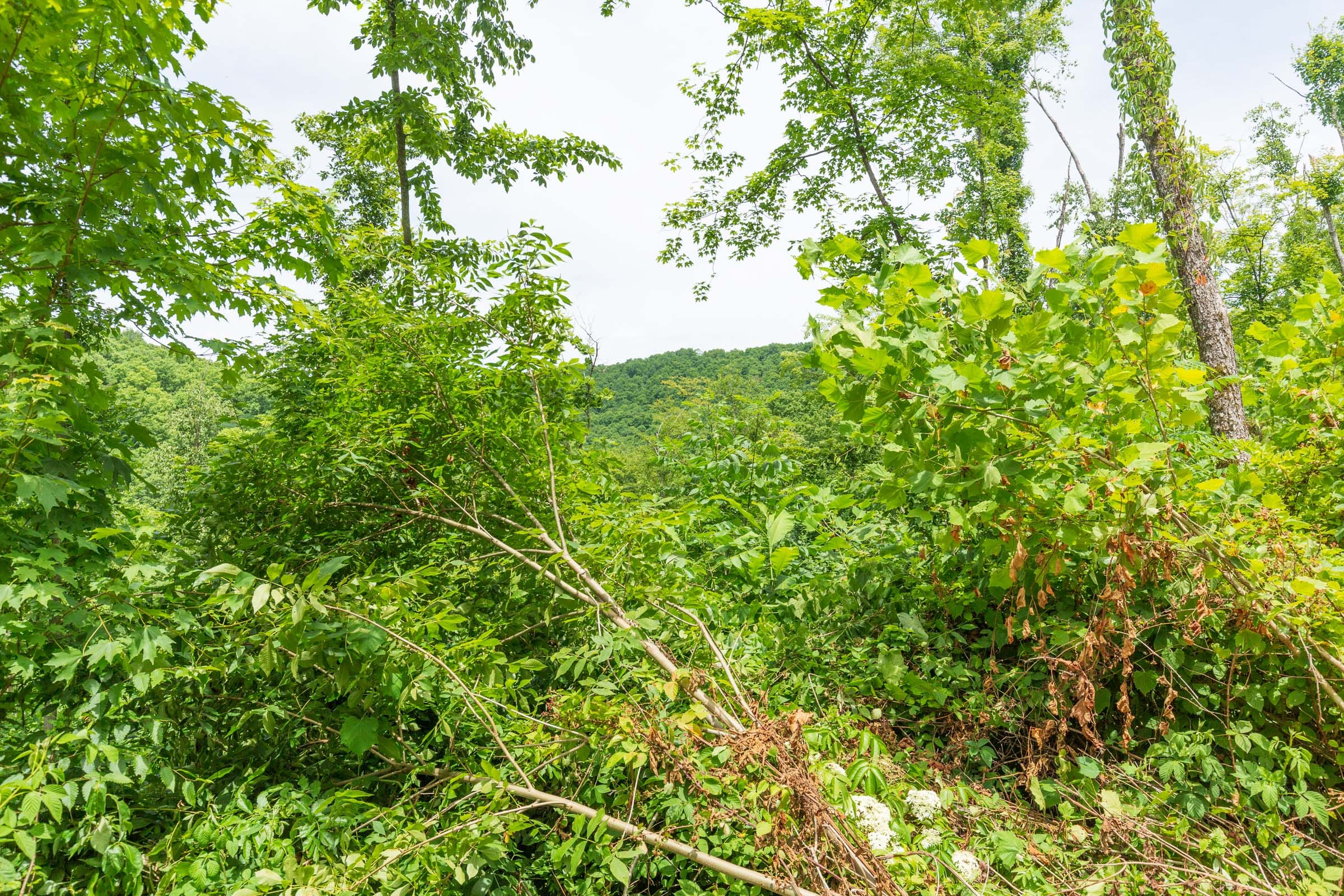 River’s Edge Tract 14 photo 5