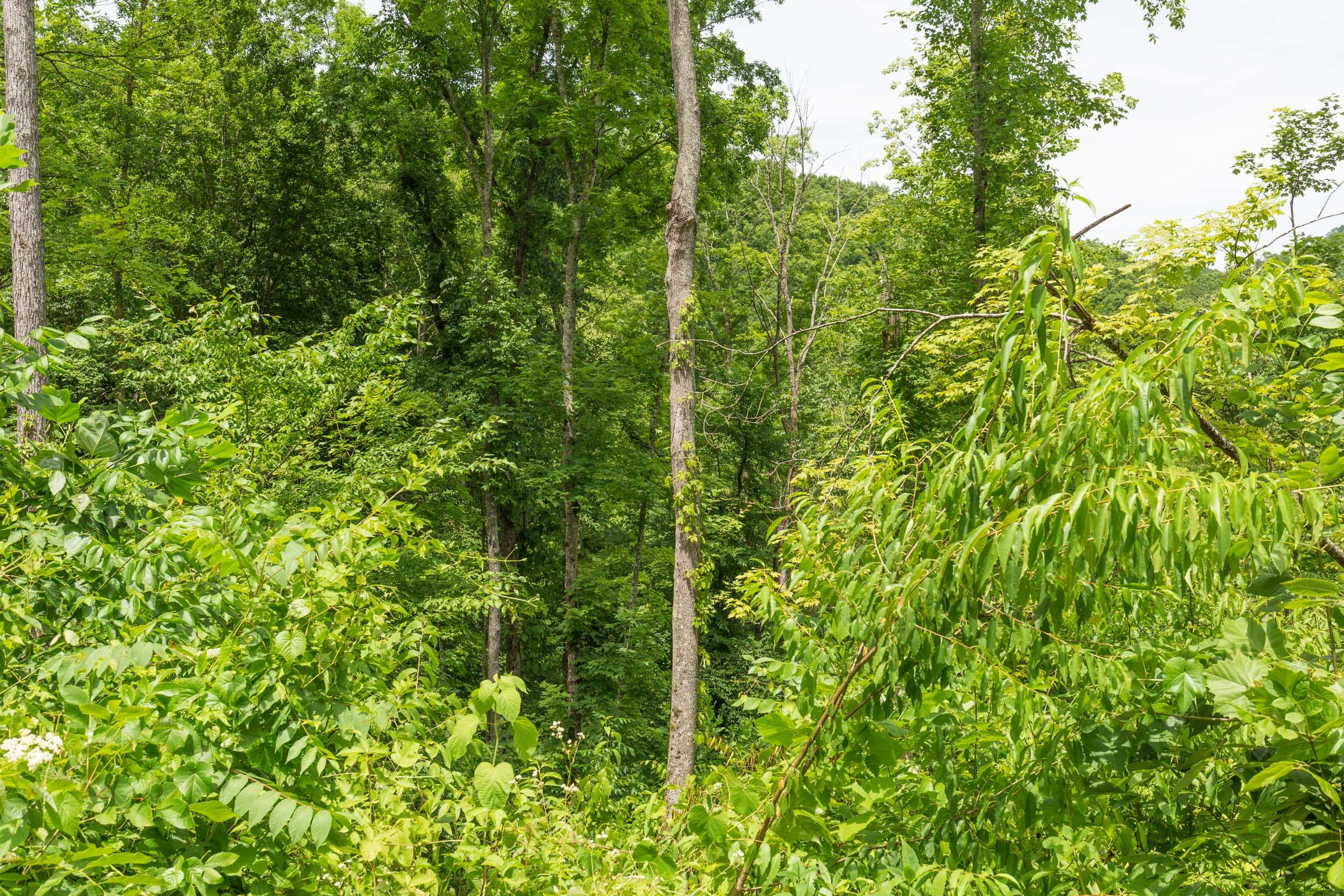 River’s Edge Tract 14 photo 6