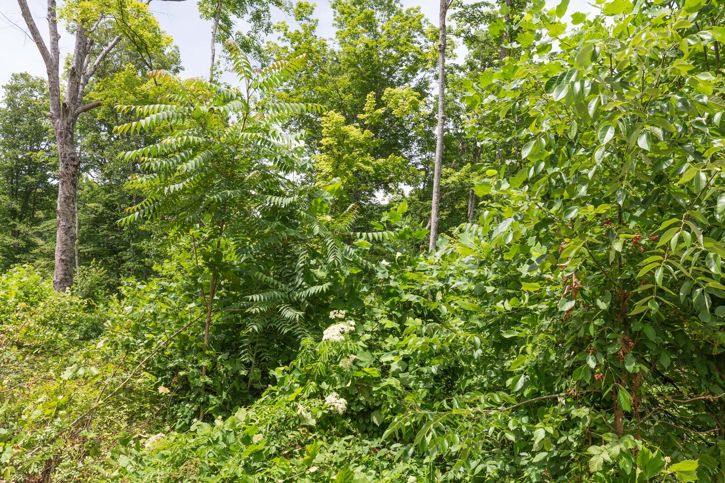River’s Edge Tract 14 photo 7