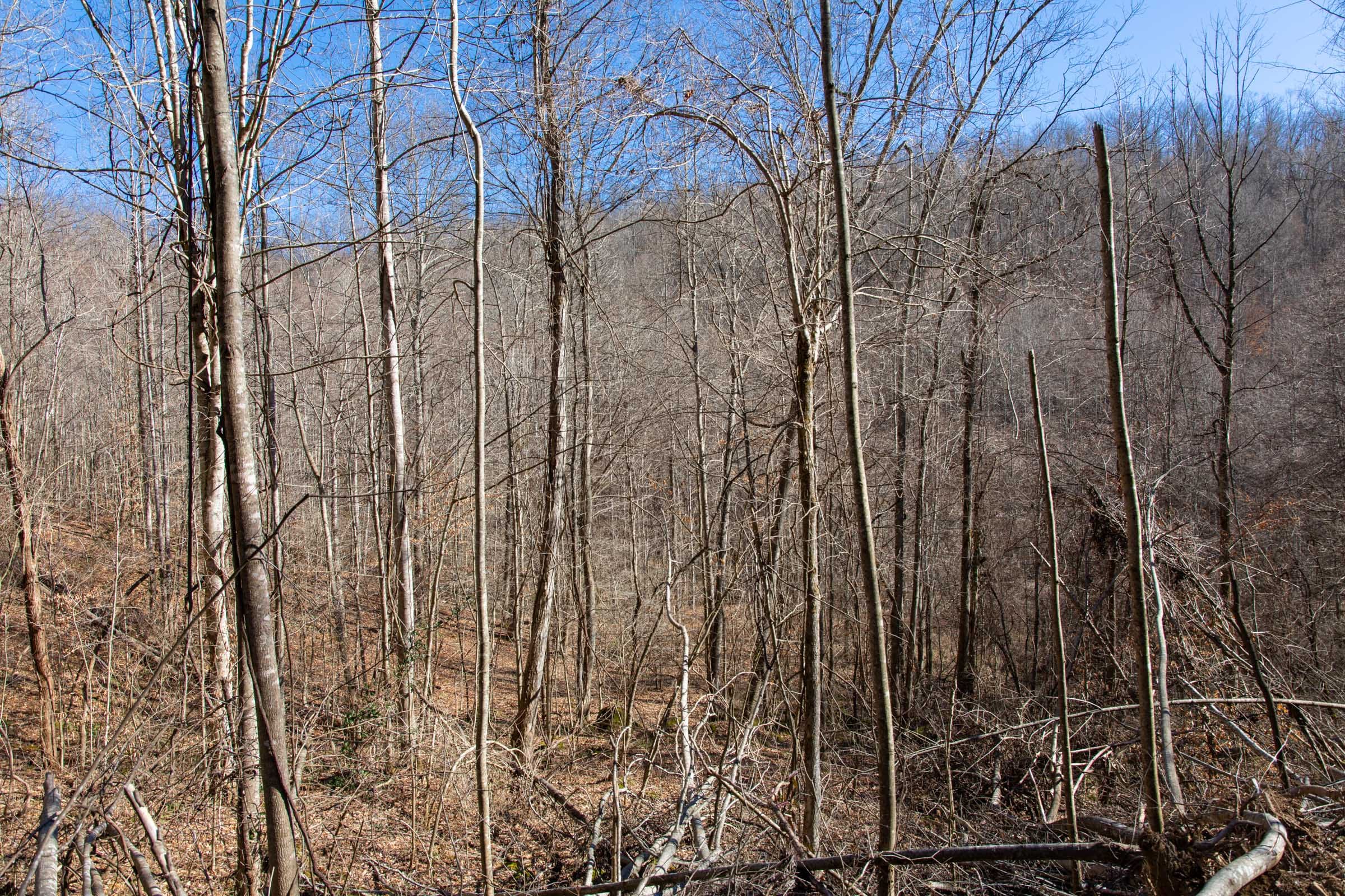 Blackstone Mountain Phase I Tract 28 photo 9