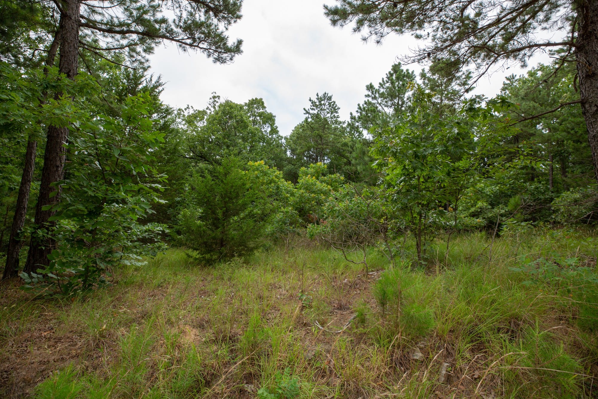 Eagle’s Nest Tract 48 photo 4