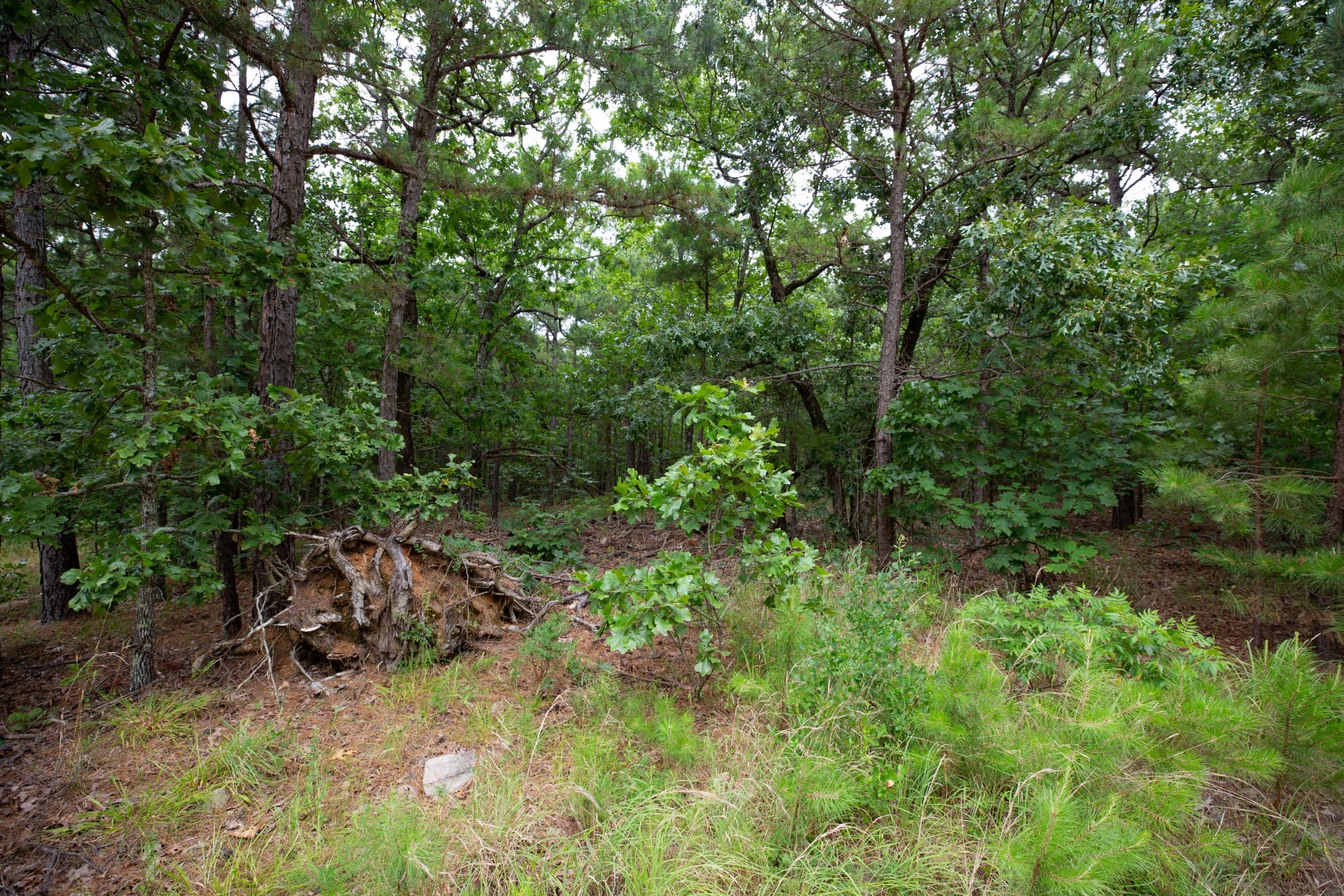 Eagle’s Nest Tract 48 photo 5