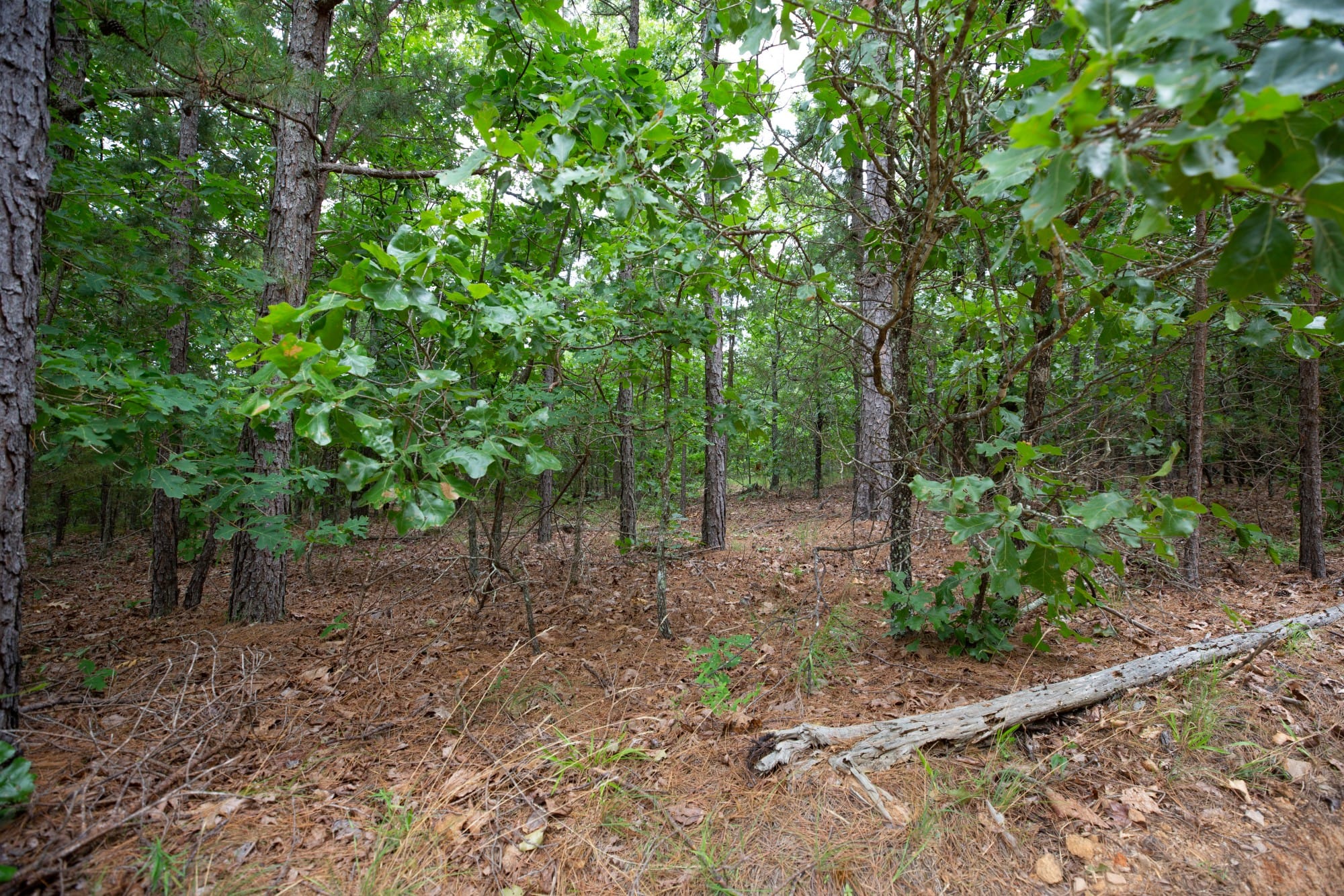 Eagle’s Nest Tract 48 photo 6