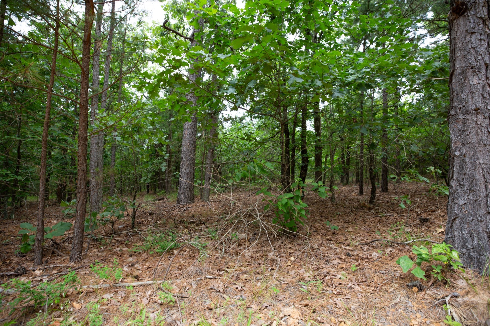 Eagle’s Nest Tract 48 photo 7