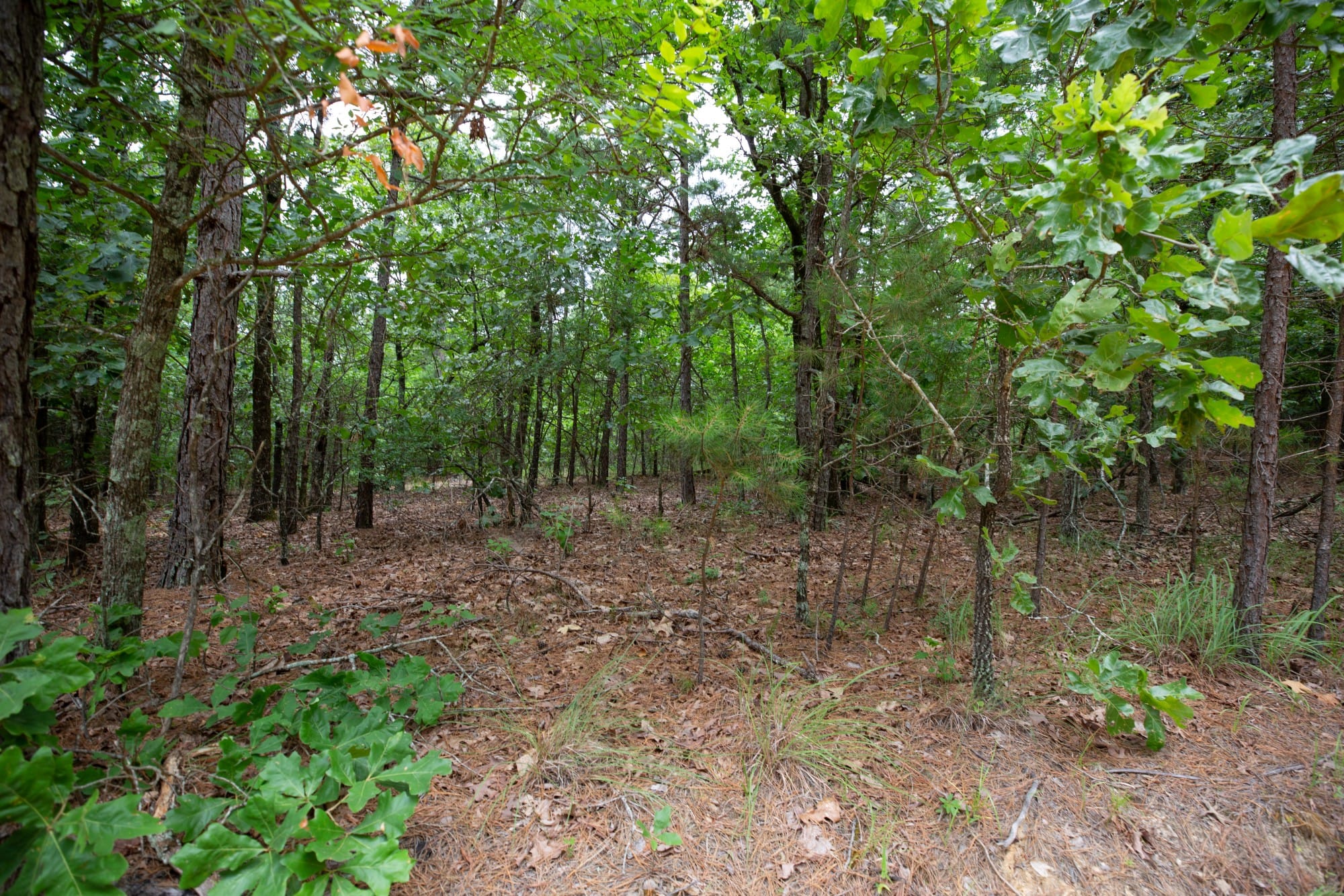 Eagle’s Nest Tract 48 photo 9