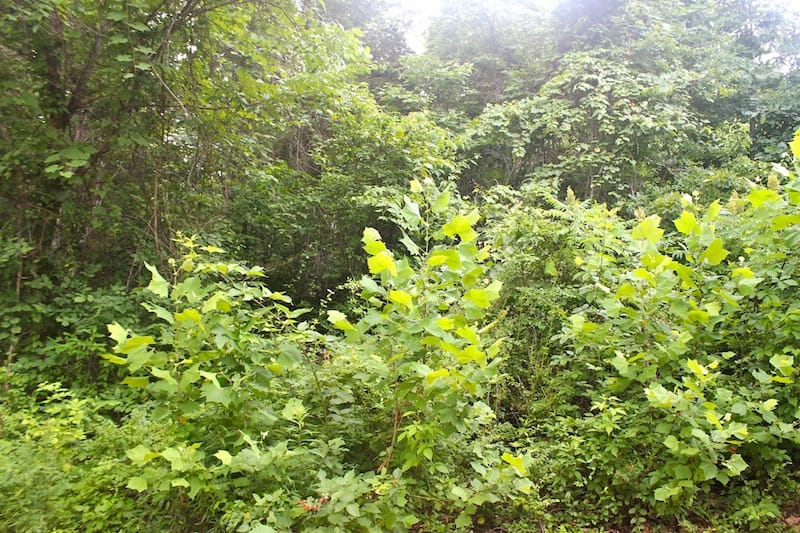 Green Mountain Ranch Tract 51 photo 2