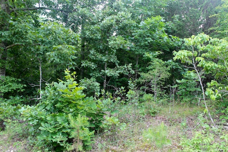 Green Mountain Ranch Tract 51 photo 3