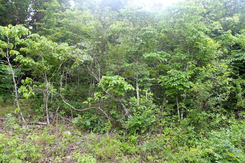 Green Mountain Ranch Tract 51 photo 4