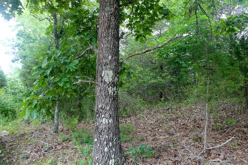 Green Mountain Ranch Tract 51 photo 5
