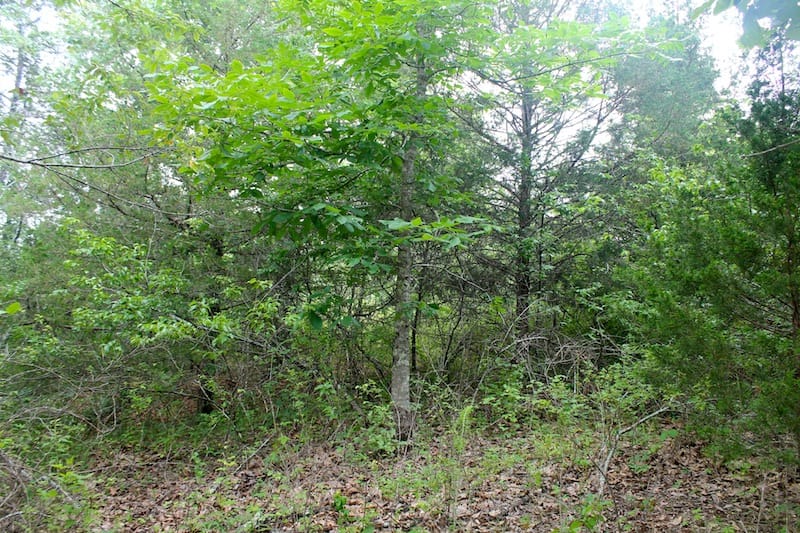 Green Mountain Ranch Tract 51 photo 6