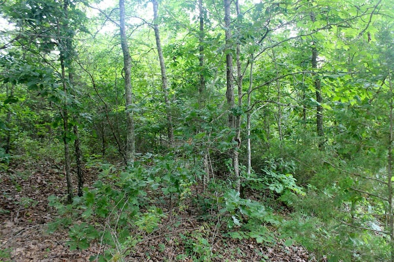 Green Mountain Ranch Tract 51 photo 7