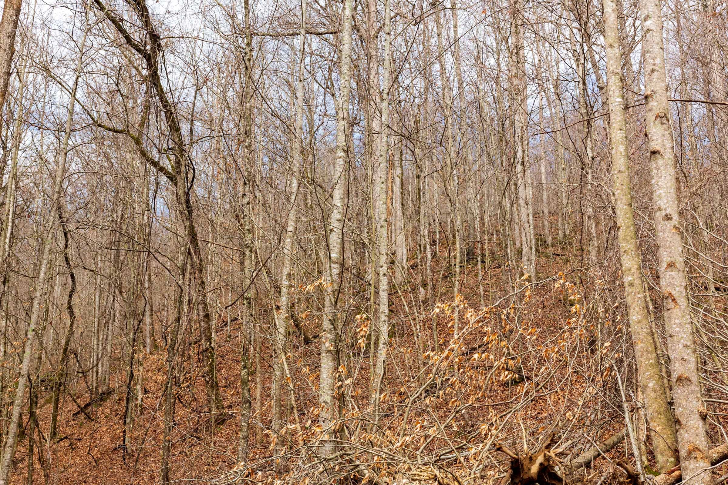 Blackstone Mountain Phase II Tract 78 photo 8
