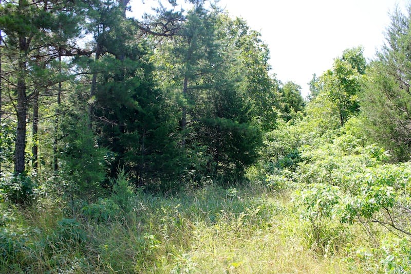 Green Mountain Ranch Tract 32 photo 8