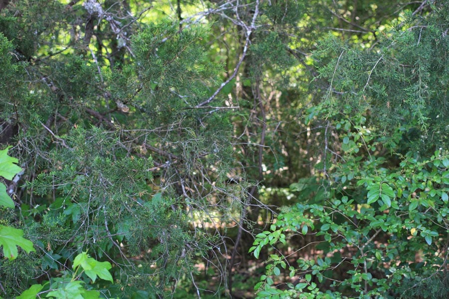 Hickory Hill Ranch Tract 2 photo 3