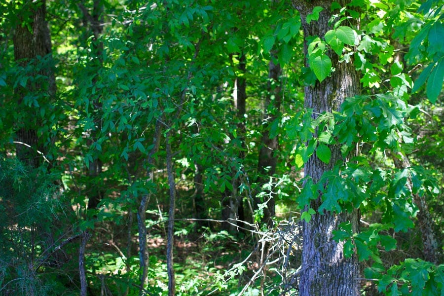 Hickory Hill Ranch Tract 2 photo 5