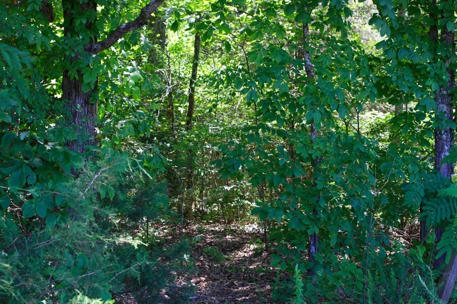 Hickory Hill Ranch Tract 2 photo 7