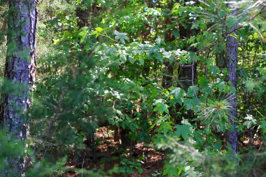 Hickory Hill Ranch Tract 2 photo 10