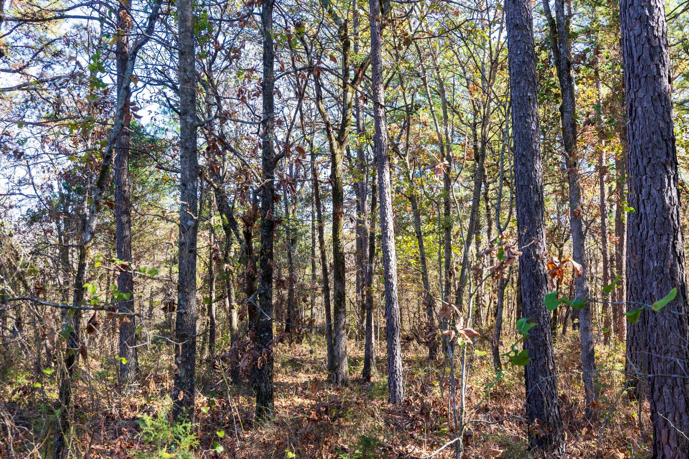 Stone Bridge Reserve Tract 9 photo 8