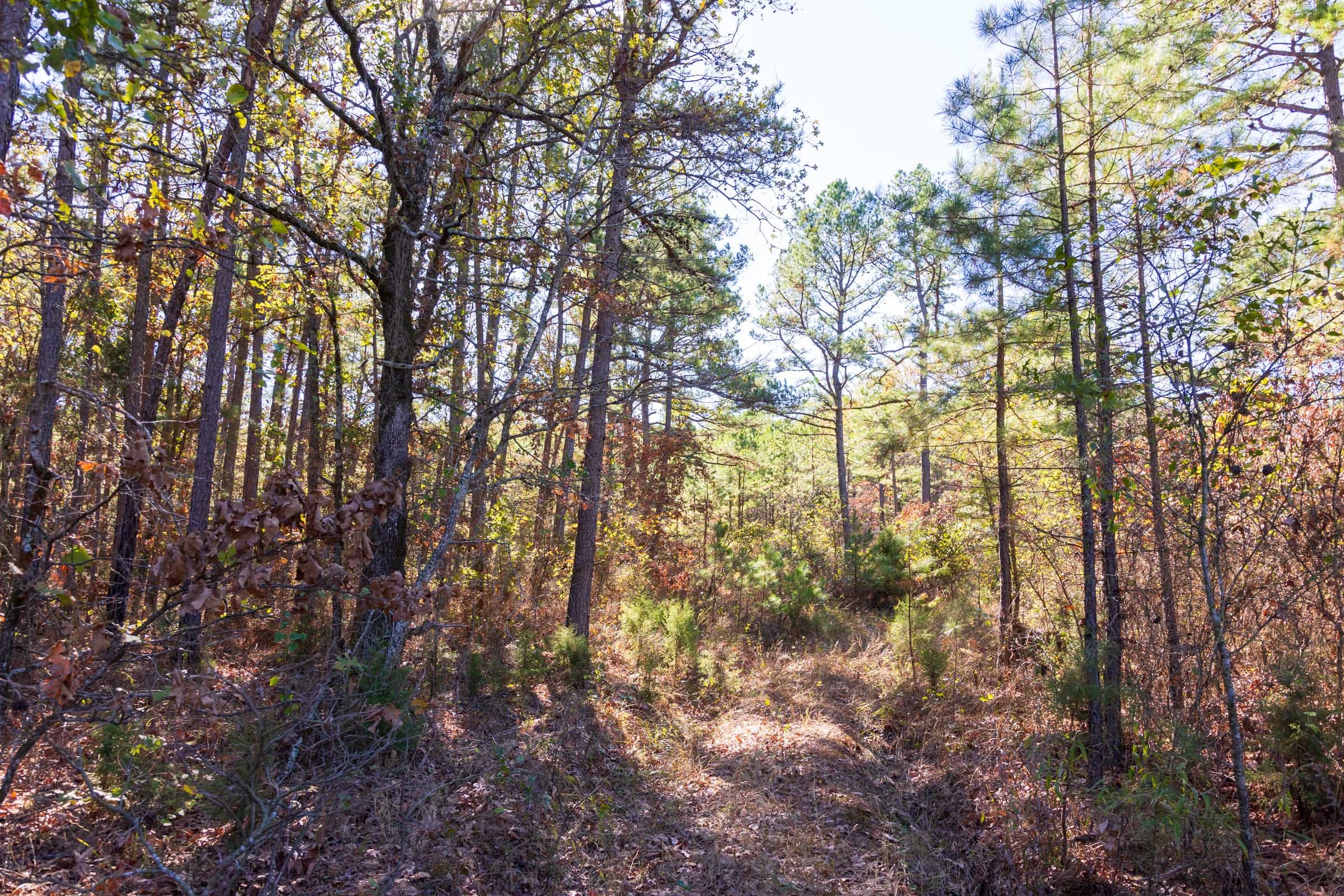 Stone Bridge Reserve Tract 9 photo 5