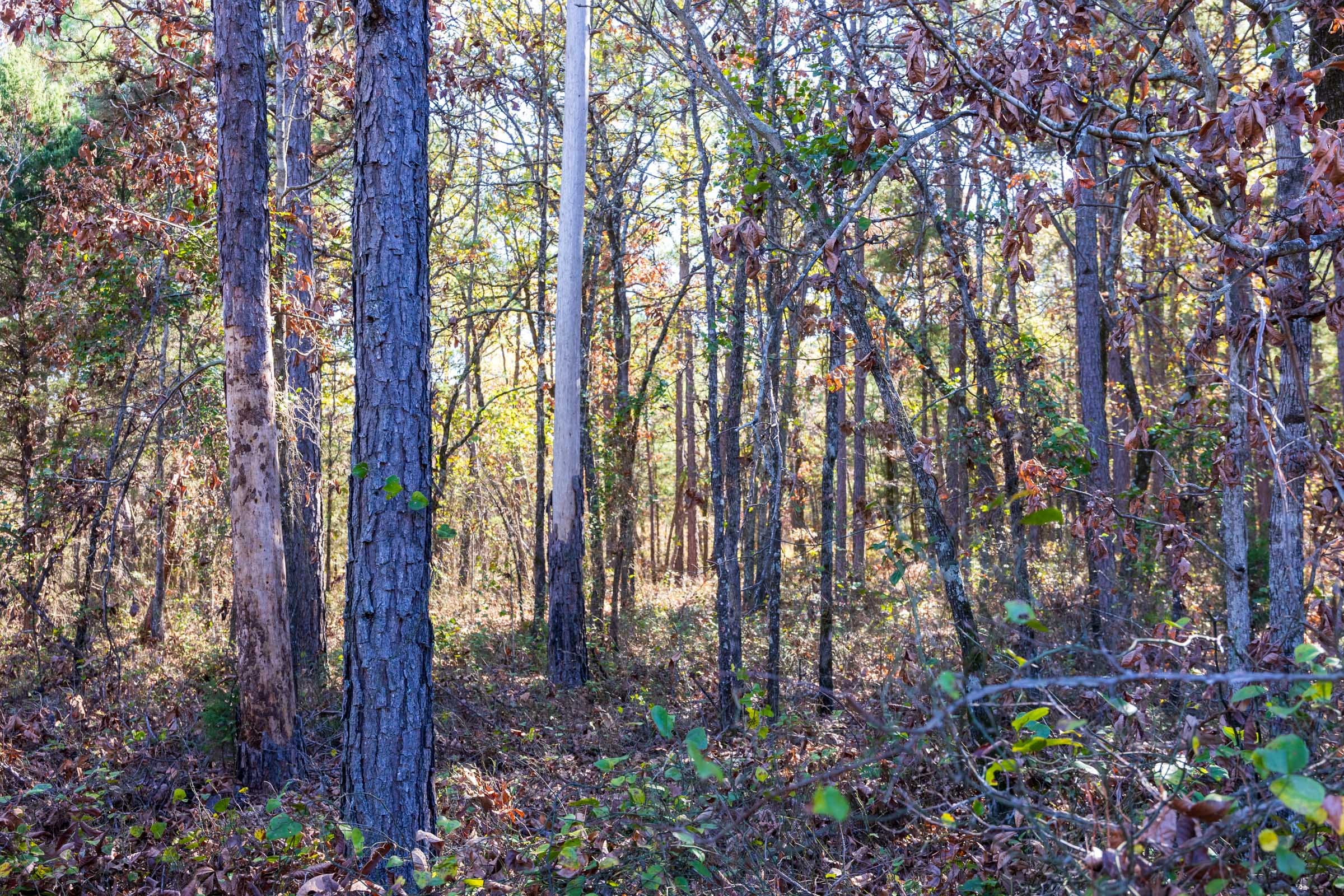 Stone Bridge Reserve Tract 9 photo 2
