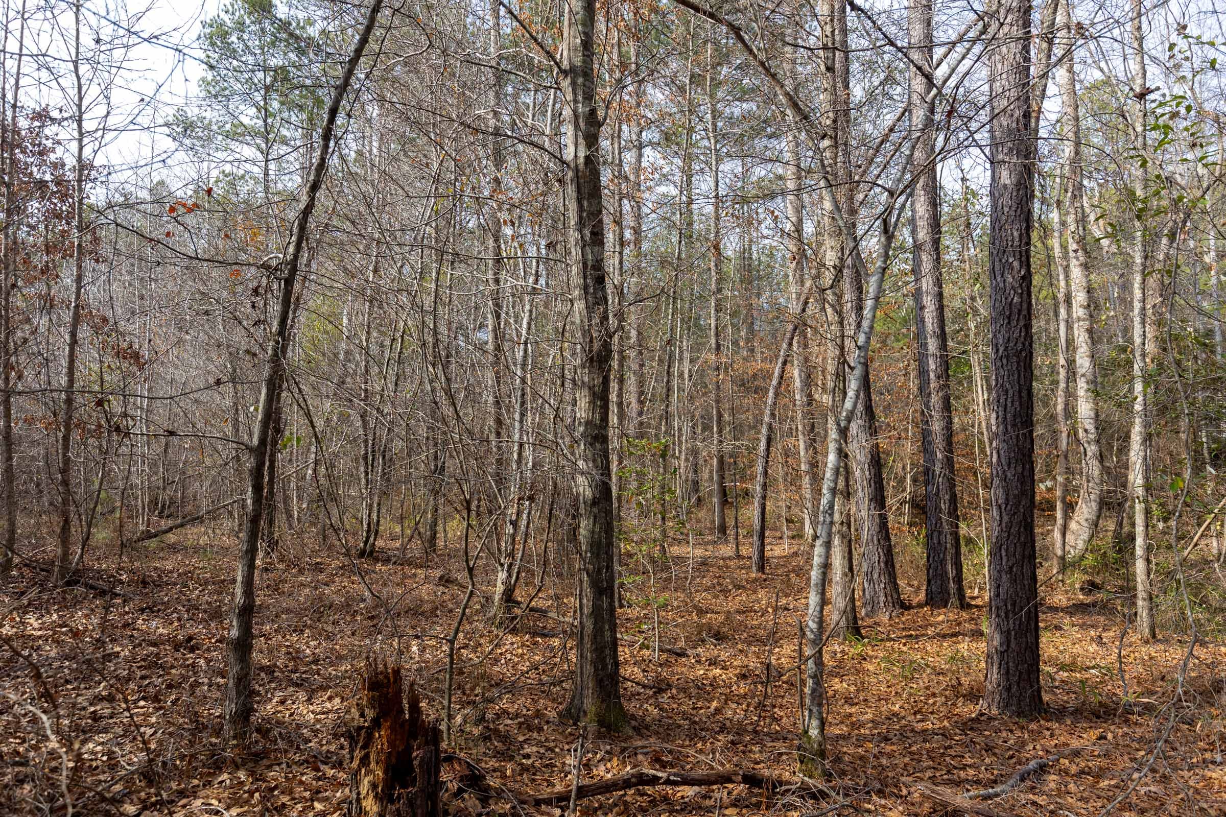 Baker Creek Tract 9 photo 9