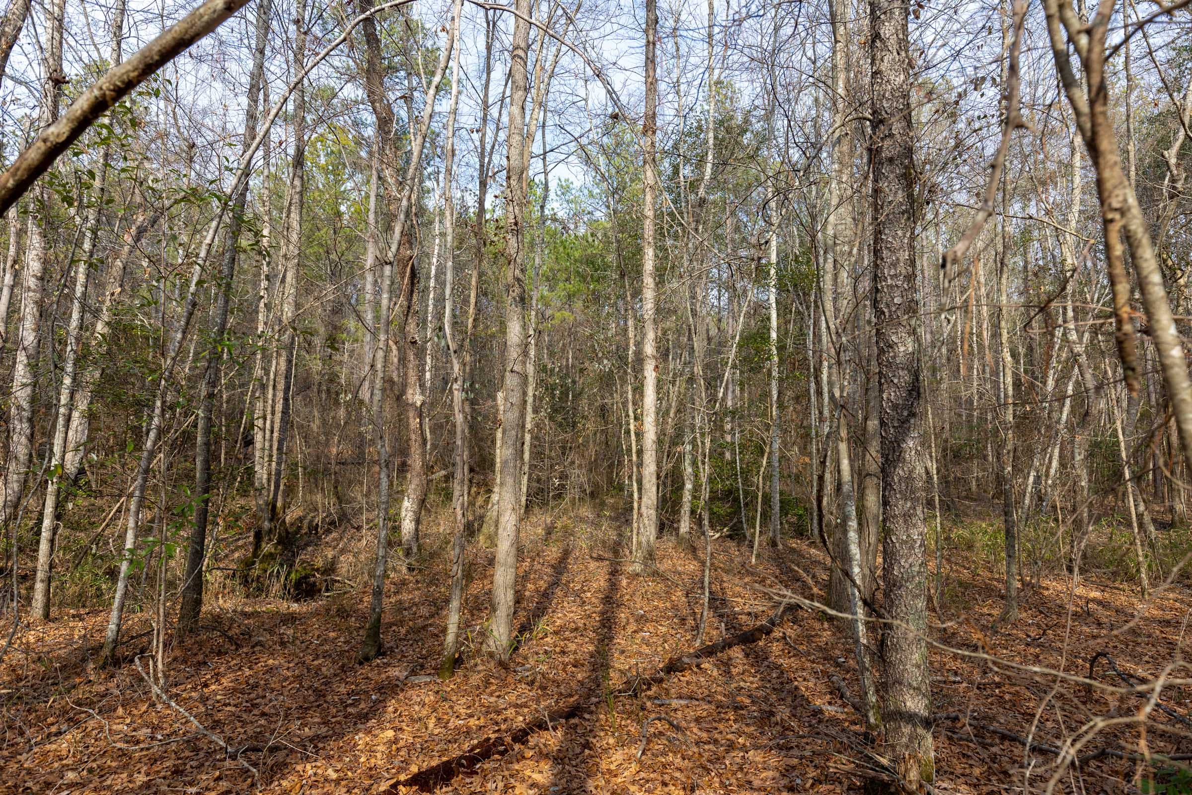 Baker Creek Tract 9 photo 7