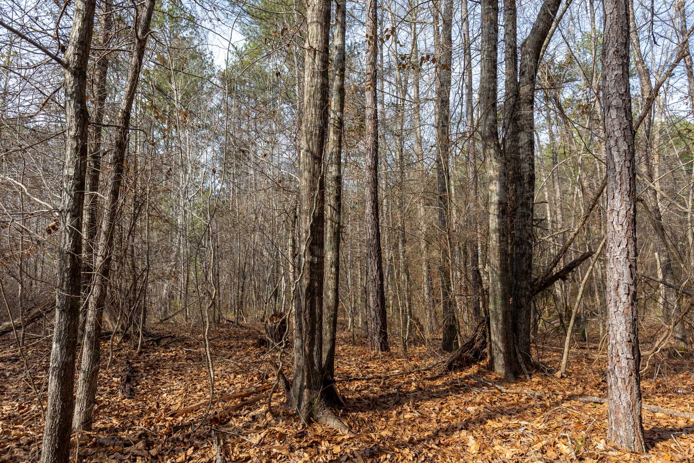 Baker Creek Tract 9 photo 6